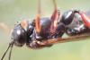Pimpla turionellae